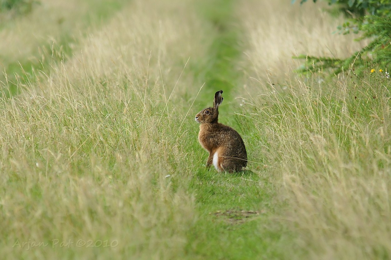 Haas. Hij heeft een hele poos zo gestaan. Kon hem op 10 meter benaderen. (ja wat wil je, moet je maar aan de kant gaan)