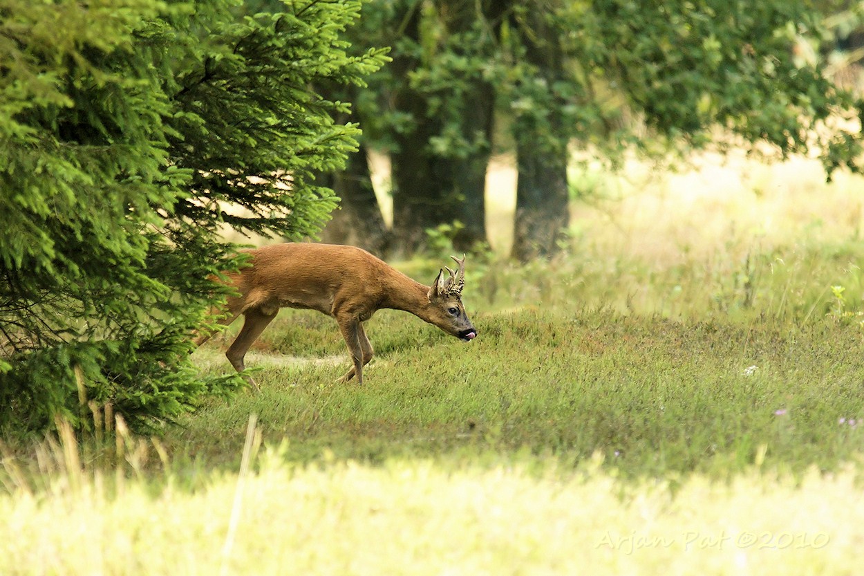 Reebok met één 'raar' gewei. De rechterkant was niet compleet of was kapot gegaan (ofzo)