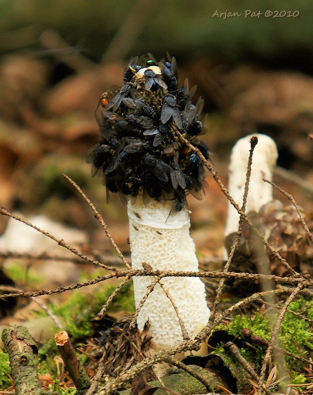 Grote stinkzwam (25 juli 2010)