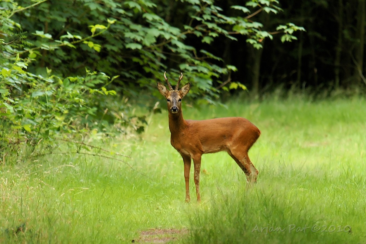 Deze reebok was in gezelschap van een reegeit. Beide zagen mij wel, maar waren niet verontrust ofzo. Waarschijnlijk omdat ik me niet bewoog en niet te vaak achter elkaar een foto maakte (geklik van de camera is namelijk vrij hard)