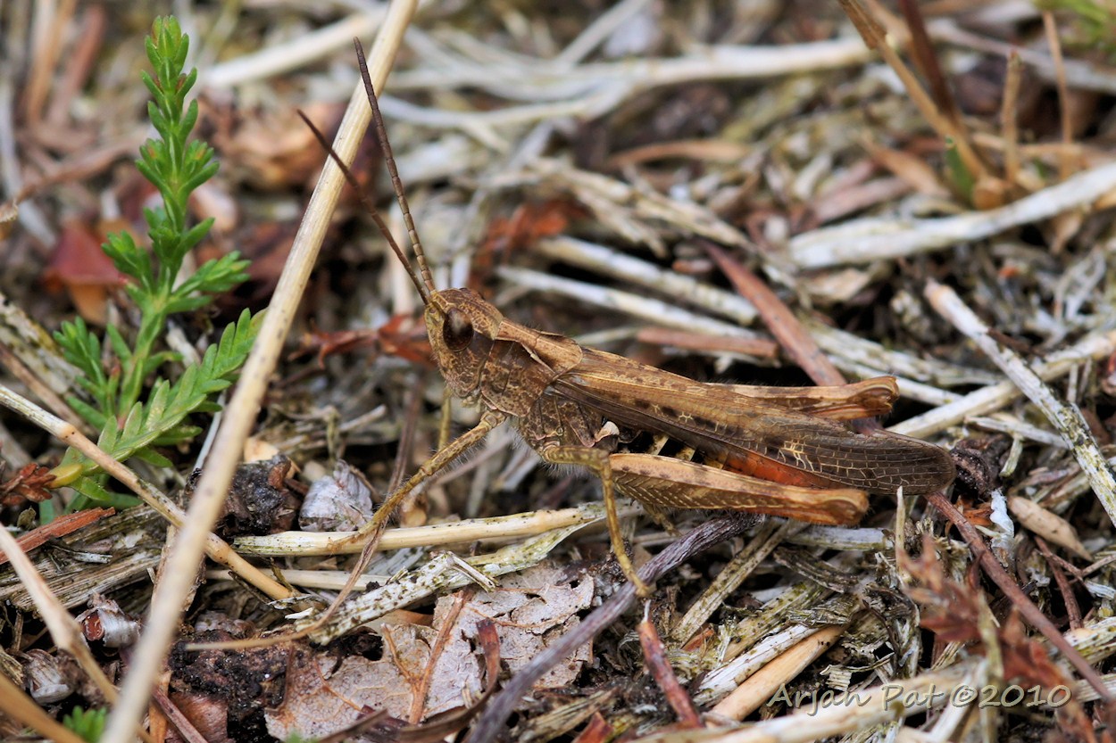 Tandradje ofwel bruine sprinkhaan