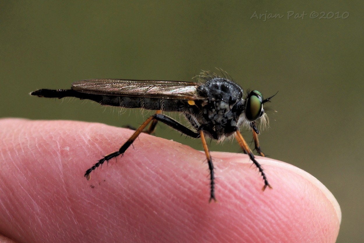 Eikenroofvlieg (25 juli 2010)