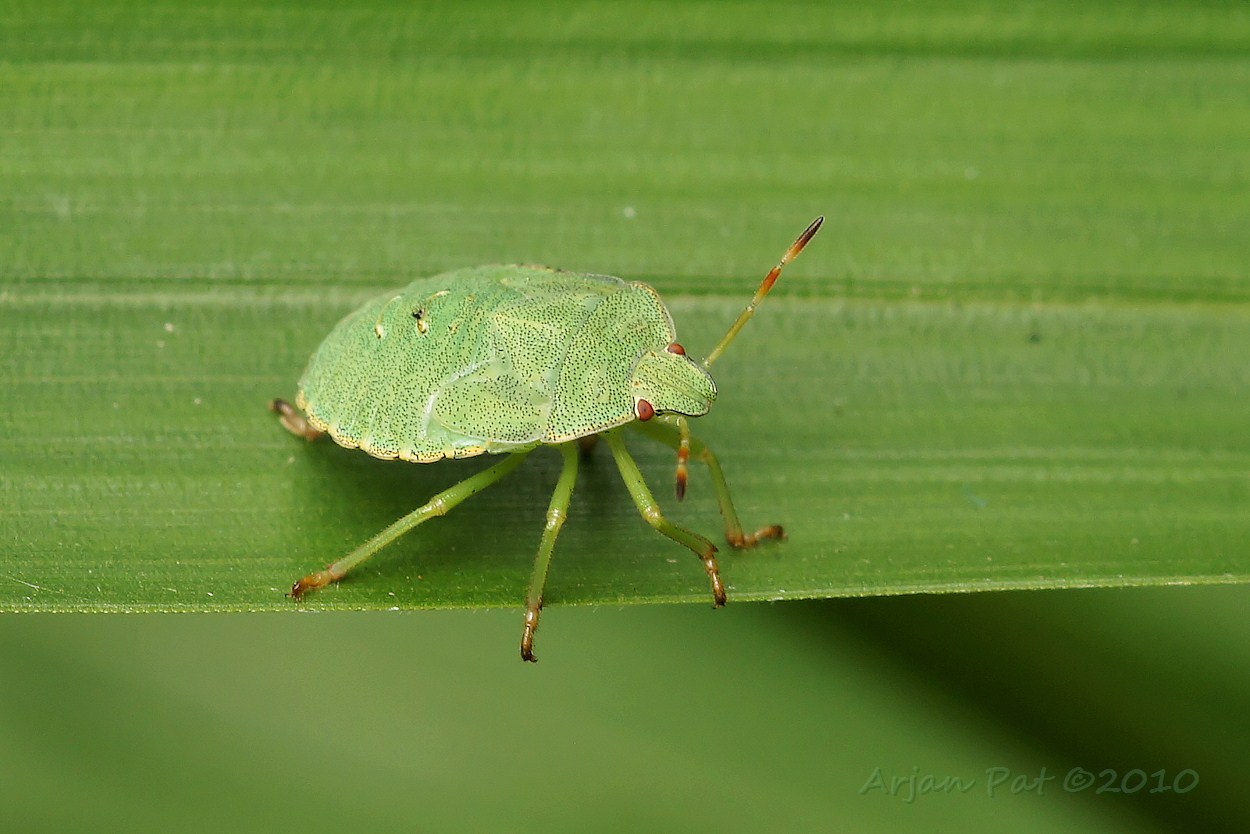 Nimf van de Groene Stinkwants (1 augustus 2010)