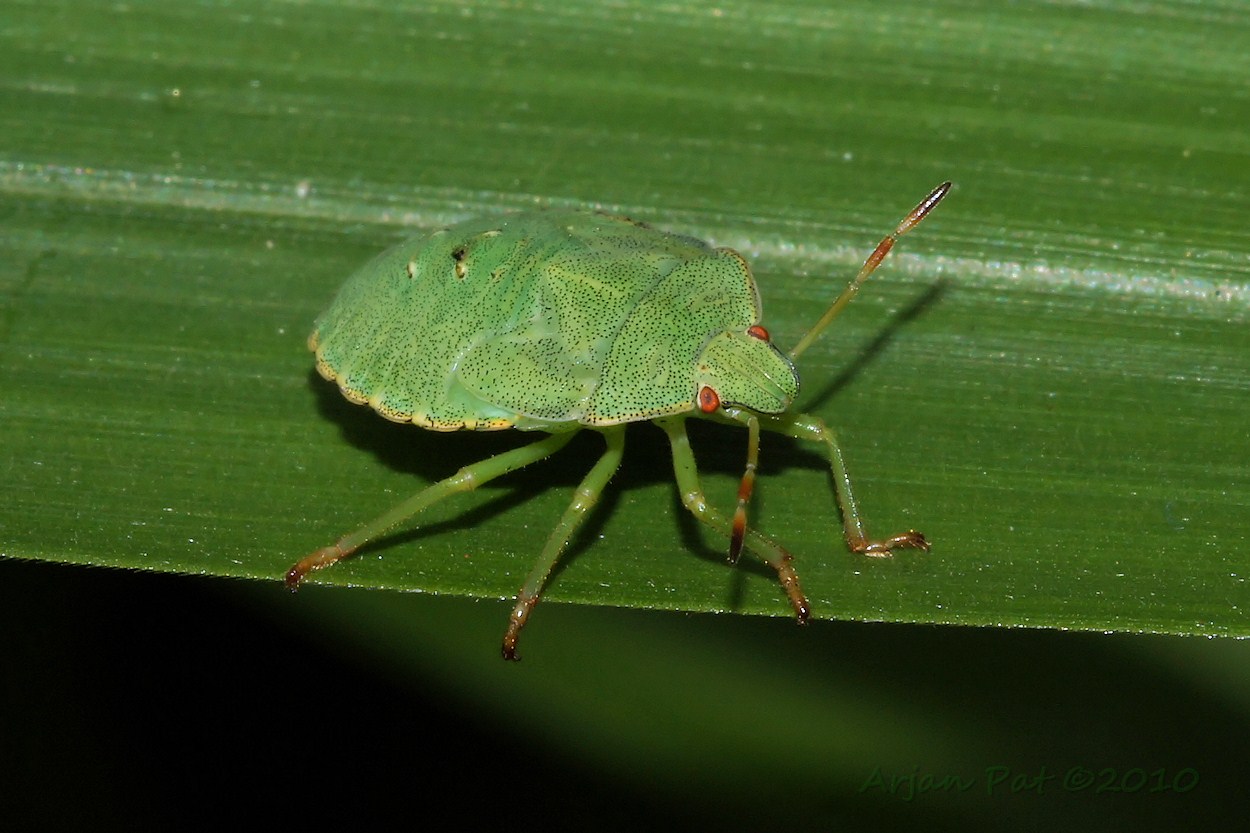 Nimf van de Groene Stinkwants (1 augustus 2010)