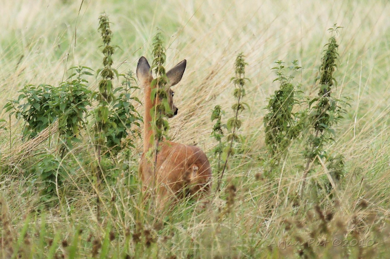 Een alleenstaande reegeit.