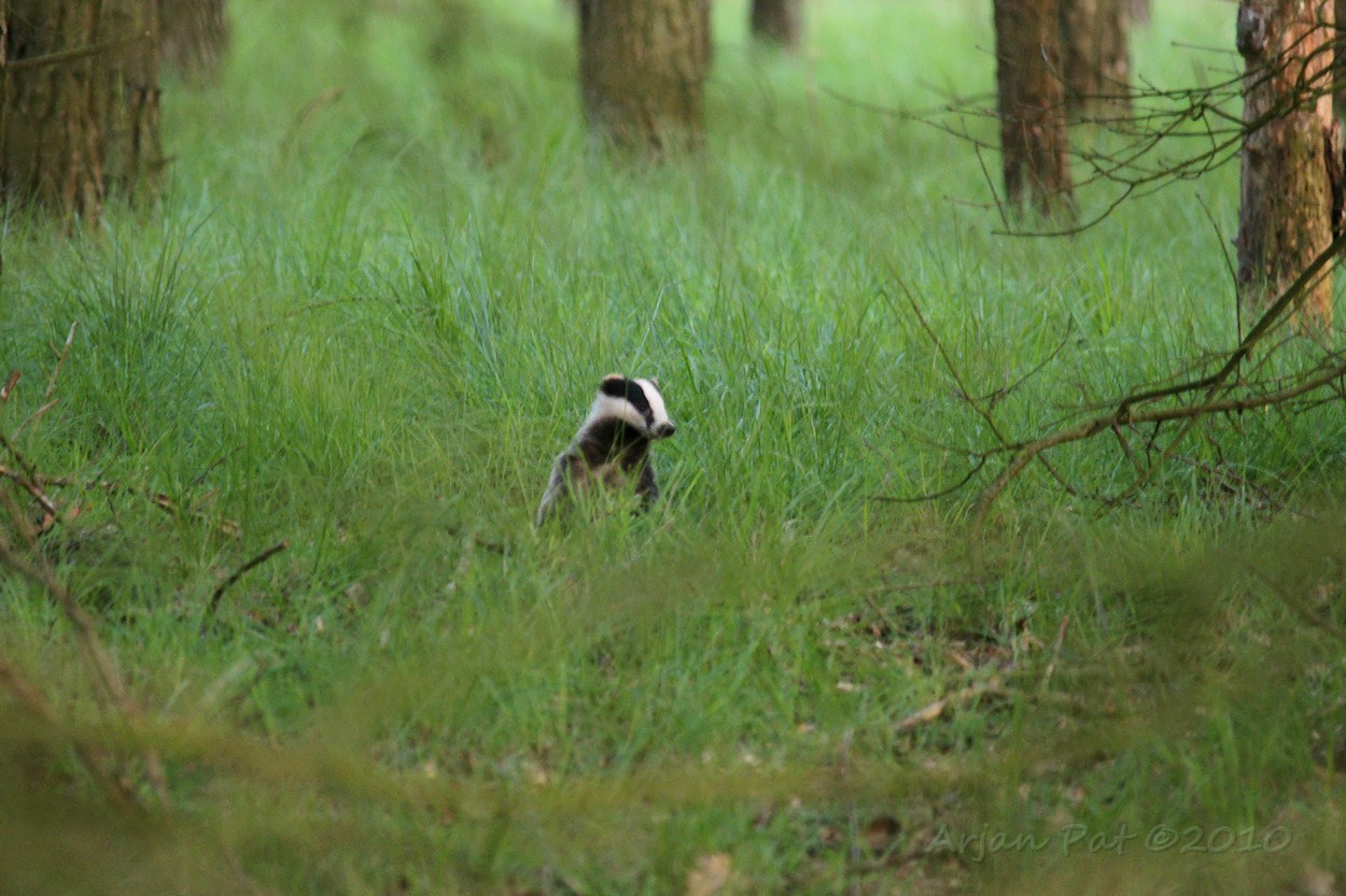 Das op zoek naar zijn/haar partner, die ook in de buurt liep te snuffelen. Ik hoorde die andere das ook wel, maar zag hem ook (nog) niet.