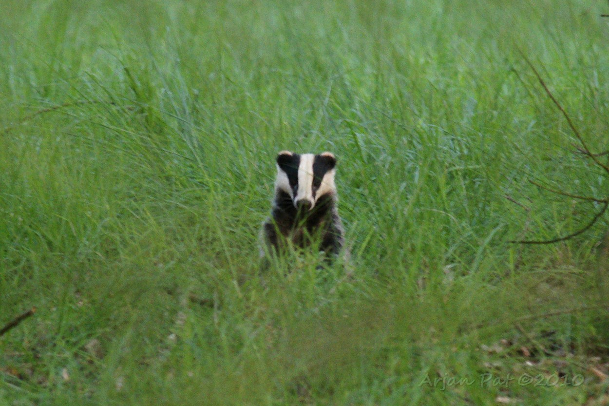 Zelfde das nog steeds op zoek en keek mij even recht aan (Zag ie mij wel? Hij/zij ging daarna onverstoord door met wroeten in de grond.) (Sorry voor slechte kwaliteit, maar het was al vrij donker. De foto is een beetje opgelicht, uitgesneden en verkleind)