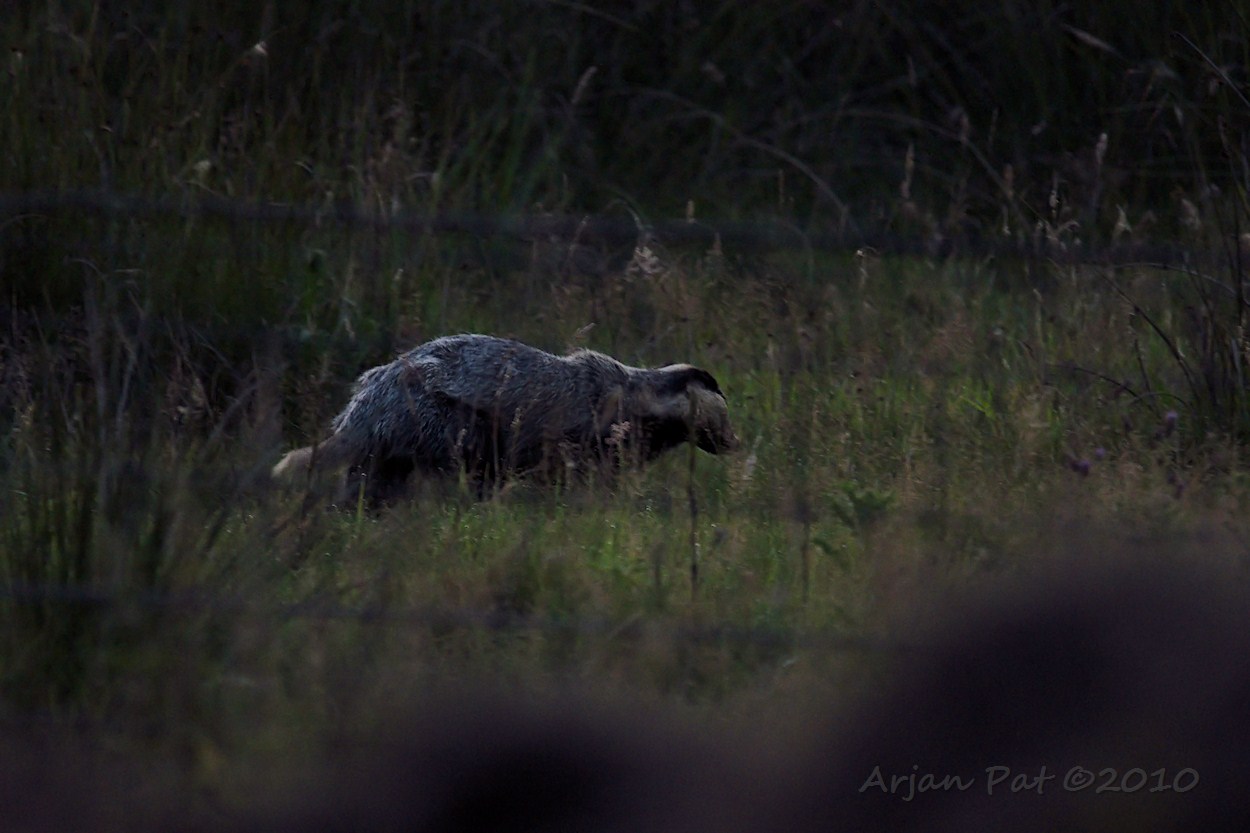 Zeer waarschijnlijk een mannetjes das.