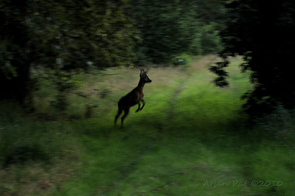 Reebok hijgend achter de vrouwtjes aan.