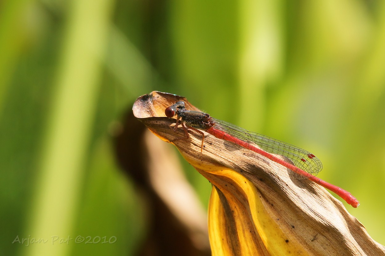 Koraaljuffer - mannetje (augustus 2010 - Hooghalen)