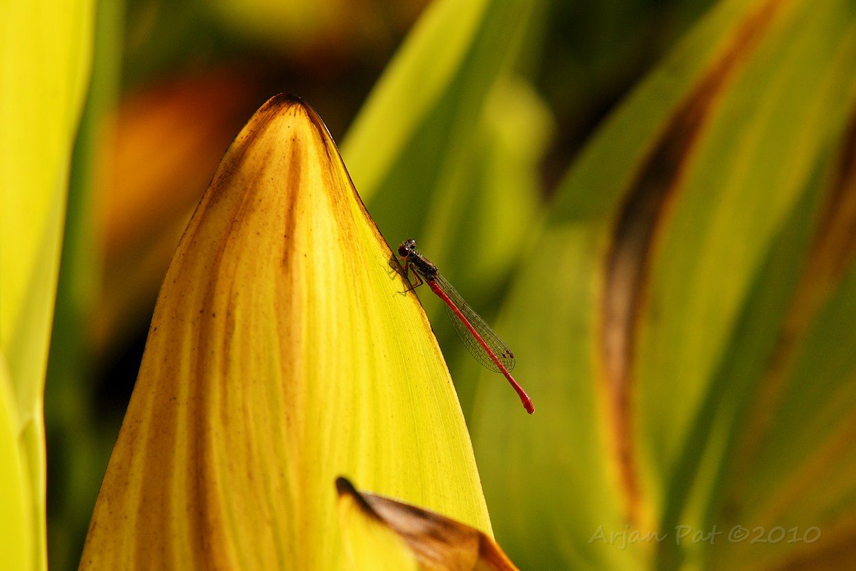 Koraaljuffer - mannetje (augustus 2010 - Hooghalen)