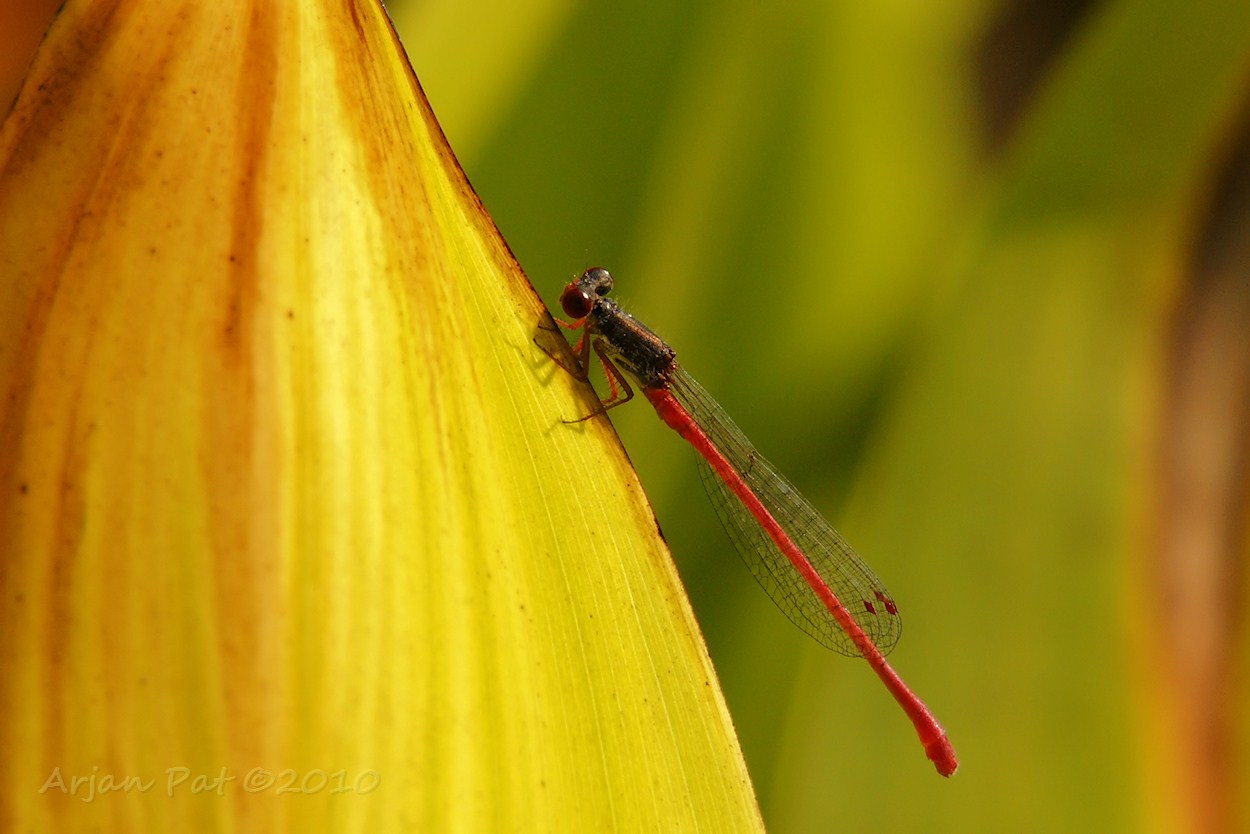 Koraaljuffer - mannetje (augustus 2010 - Hooghalen)