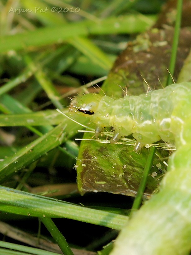 Rups van de Gamma-uil (augustus 2010)