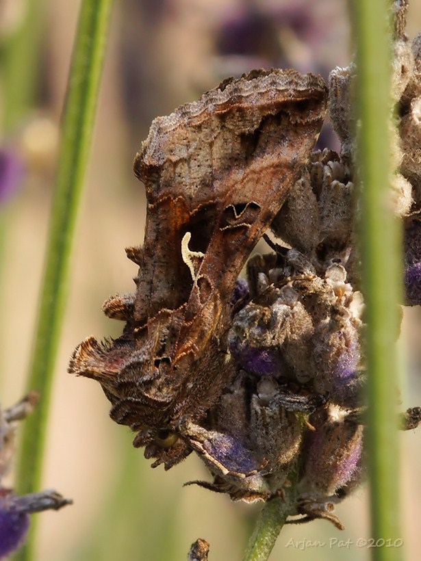 Gamma-uil (augustus 2010)