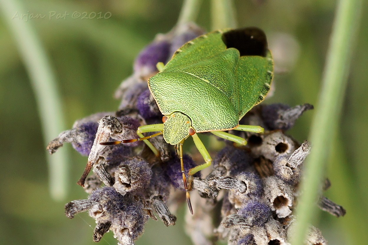 Groene Stinkwants (22 augustus 2010)