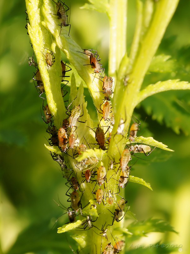 Kolonie brandnetelbladluizen