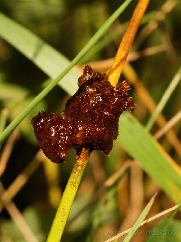 Een klont beetjes lijkt het wel? (Weet jij wat dit is?)