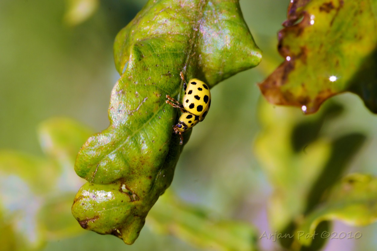 Citroenlieveheersbeestje (28 augustus 2010 - Boswachterij Hooghalen)