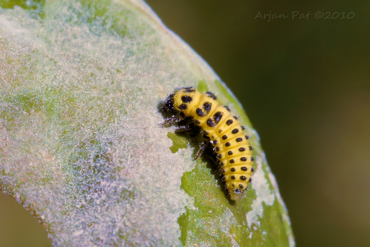Larve van het citroenlieveheersbeestje is druk bezig met het eten van meeldauw. Hij zit er zelf ook helemaal onder. (28 augustus 2010 - Boswachterij Hooghalen)