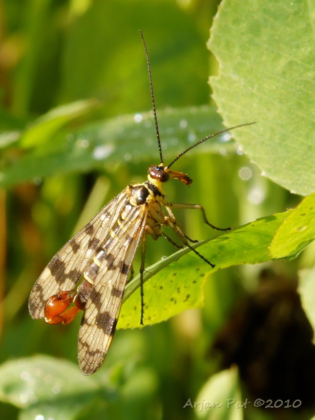 Gewone schorpioenvlieg; zo gewoon was ie voor mij niet (Klik op de foto voor meer foto's)