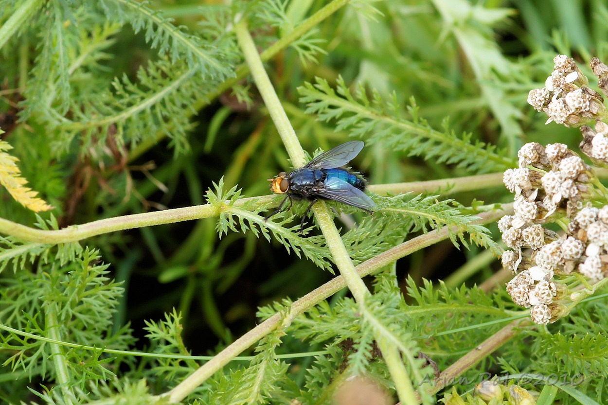 Lijkenvlieg (28 augustus 2010 - Boswachterij Hooghalen)