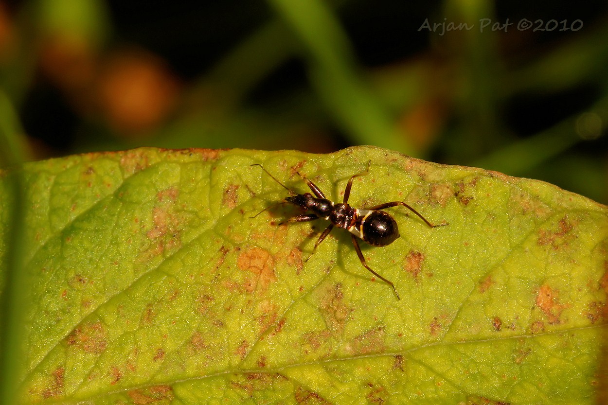 Nimf van de roofwants (Himacerus mirmicoides) in vijfde stadium (28 augustus 2010)