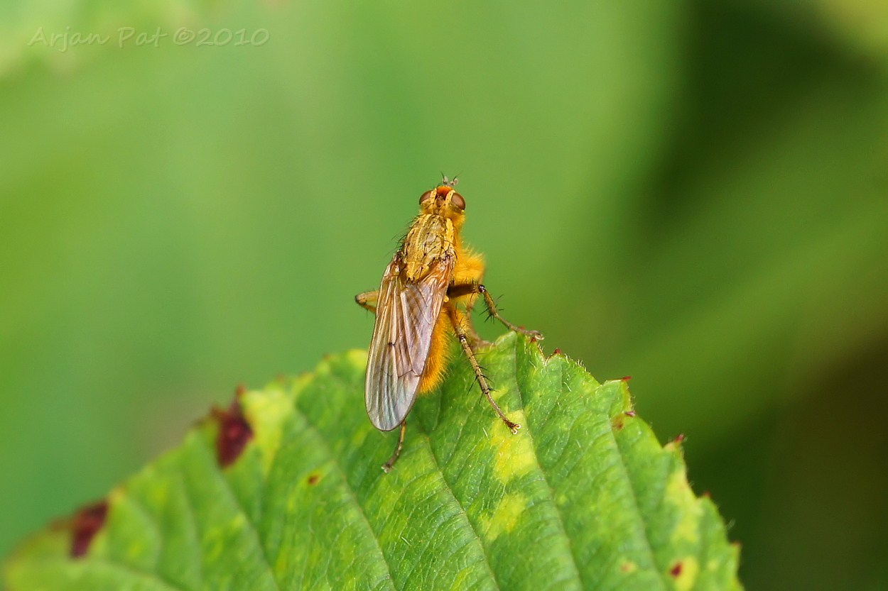 Strontvlieg - mannetje (augustus 2010).