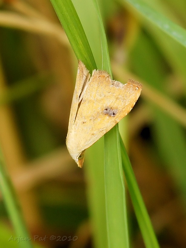 Motvlinder met het hoofd als van een roofvogel (Klik op de foto voor meer foto's)