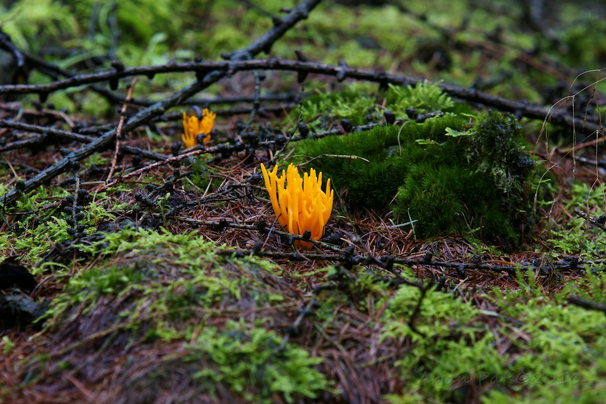 Kleverig Koraalzwammetje - Boswachterij Hooghalen (28 augustus 2010)