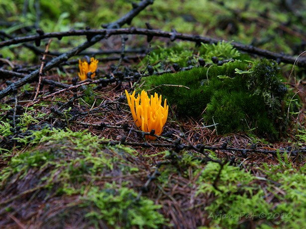 Kleverig Koraalzwammetje