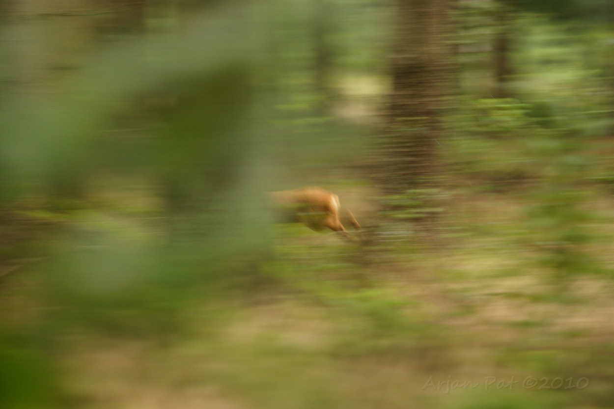 Ree op de vlucht (en weg was ie)