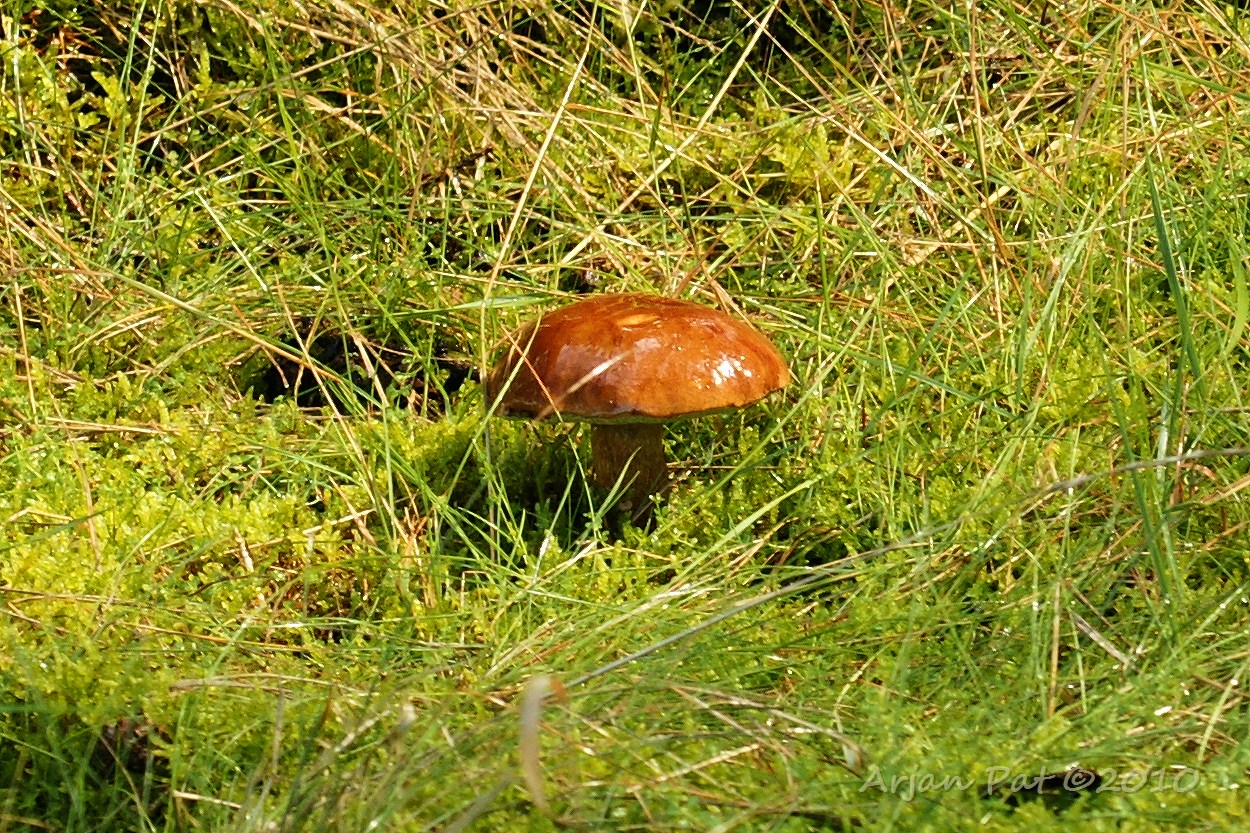 Kastanjeboleet met kleverige hoed (door vochtige weer) - Boswachterij Hooghalen (28 augustus 2010)