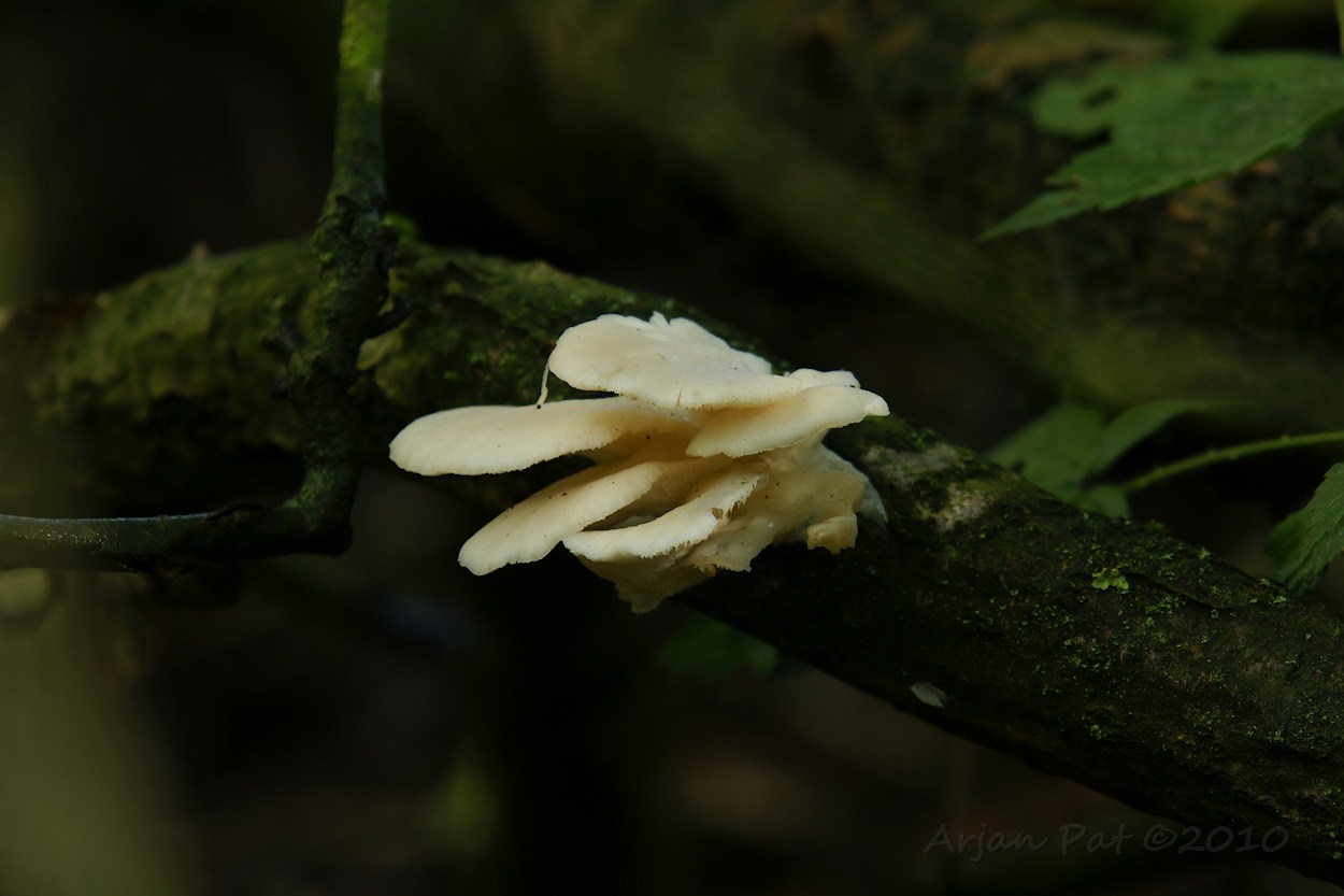 Boswachterij Hooghalen (28 augustus 2010)