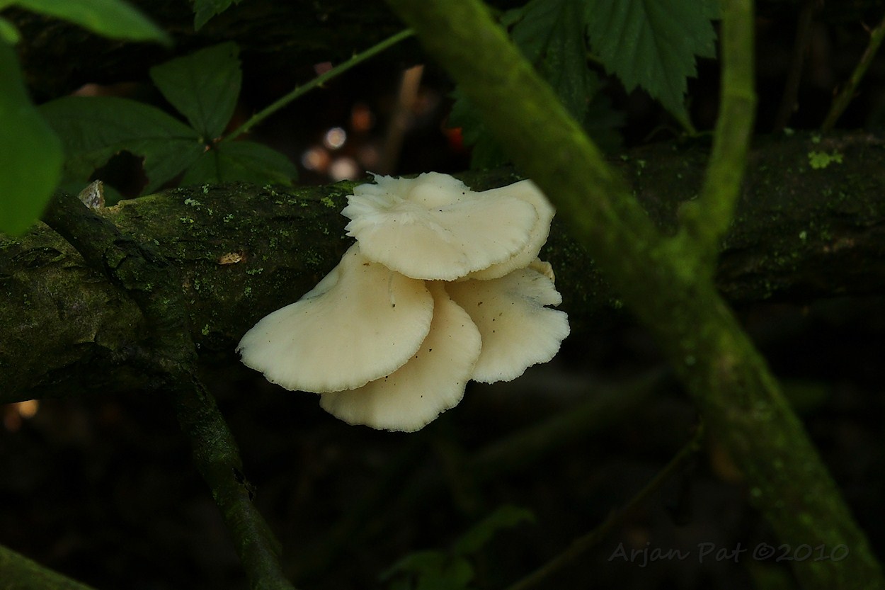 Boswachterij Hooghalen (28 augustus 2010)
