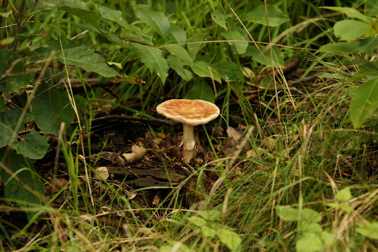 Boswachterij Hooghalen (28 augustus 2010)