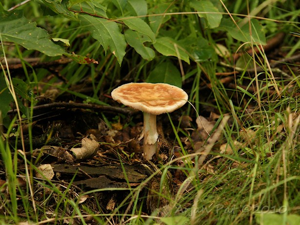 Geen idee; een ridderzwam?