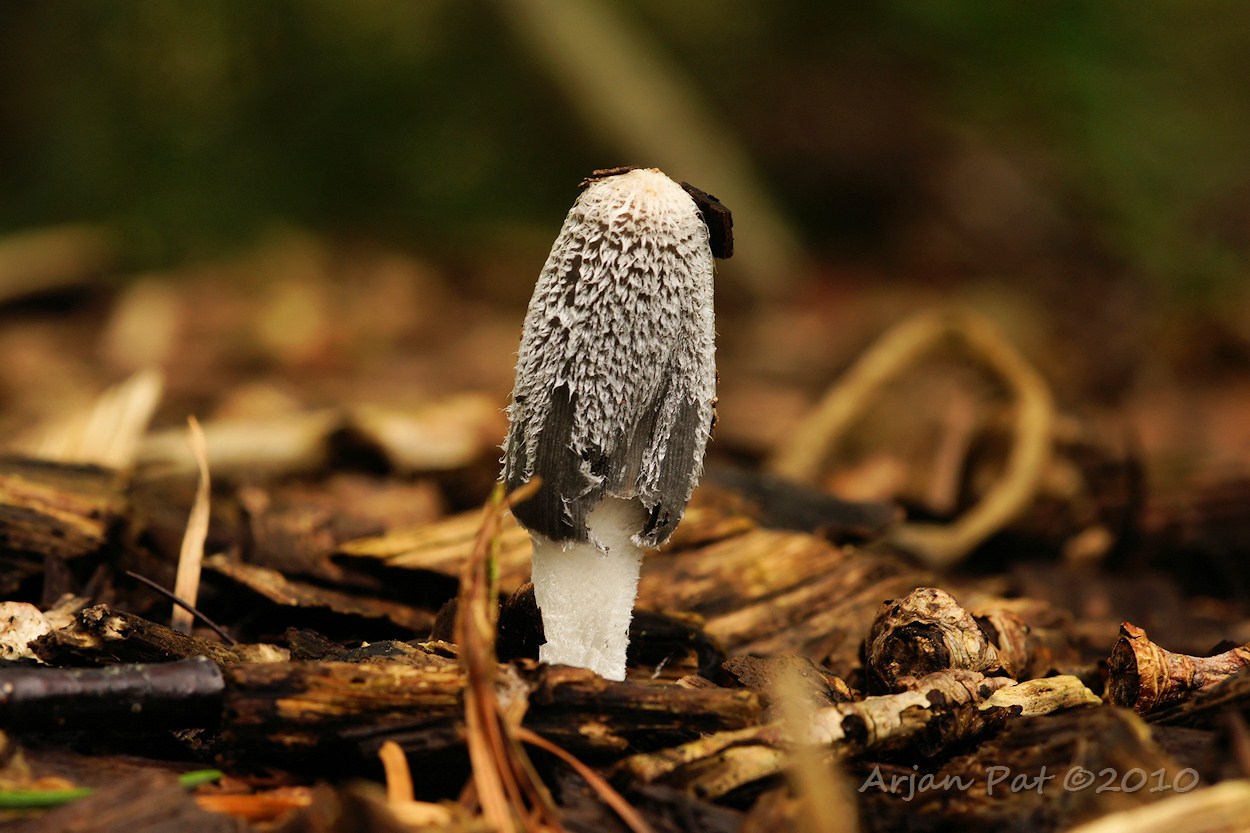 Hazenpootje (of Vals Hazenpootje) (2 september 2010)
