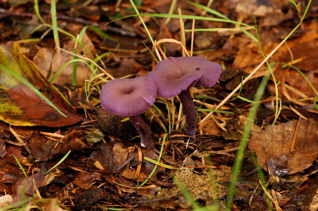 Amethistzwam of ook wel Rodekoolzwam genoemd