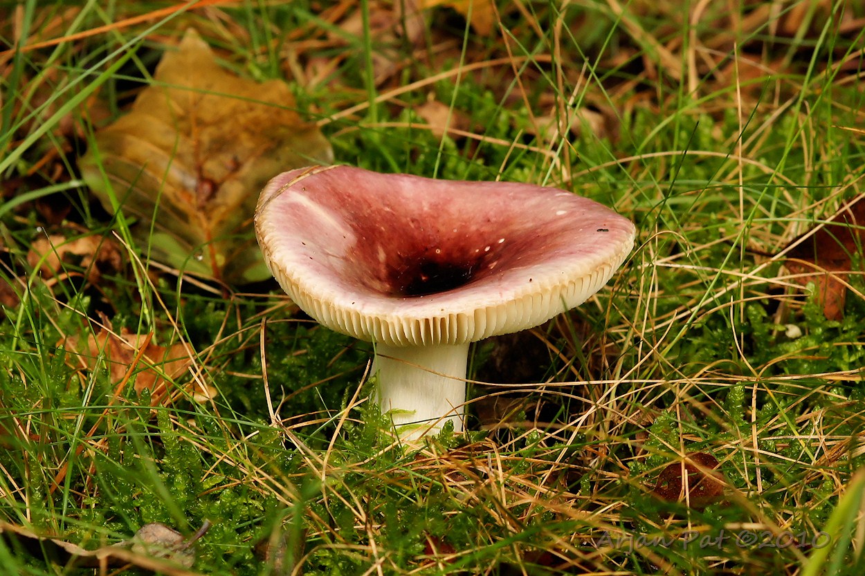 Broze russula