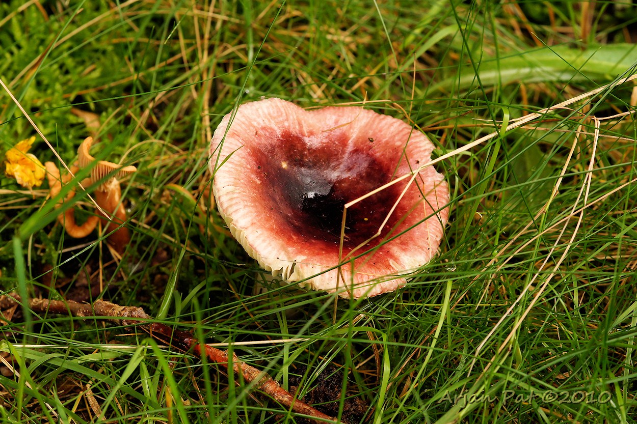 Broze russula (2 september 2010)