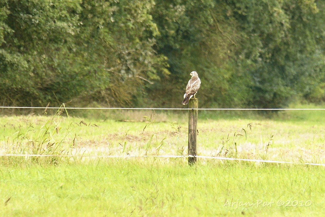 Buizerd; niet de mooiste foto, maar dit kreeg ik te zien toen ik de auto uitstapte.