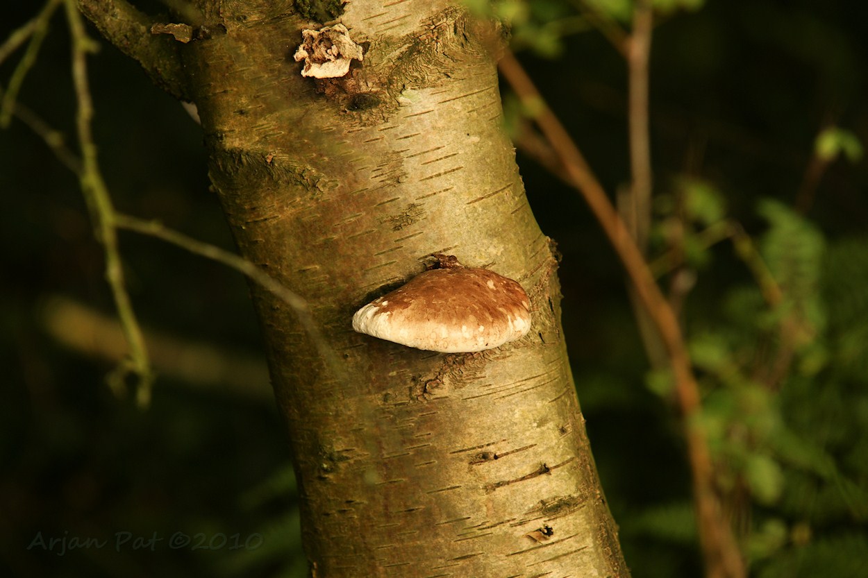 Berkenzwam op een levende berk (2 september 2010)