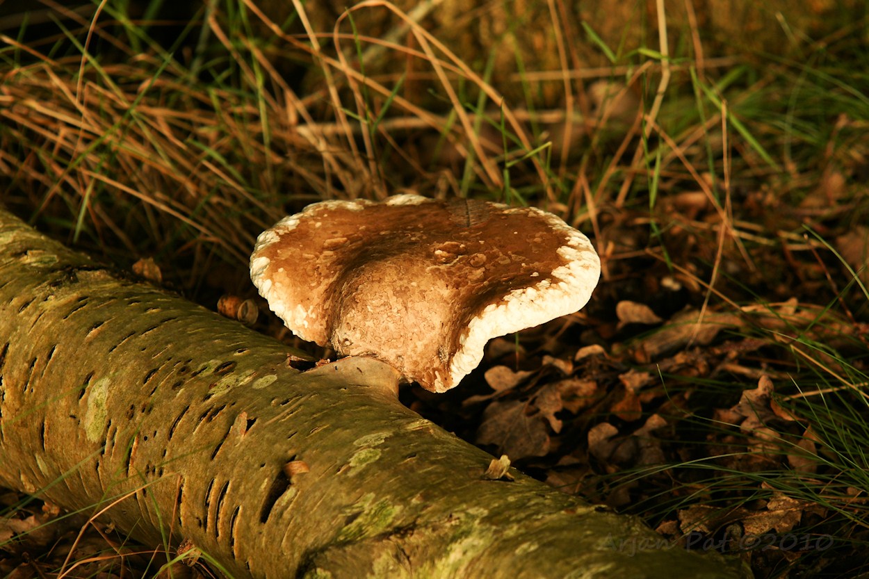 Berkenzwam op een berk die inmiddels het loodje heeft gelegd. (2 september 2010)