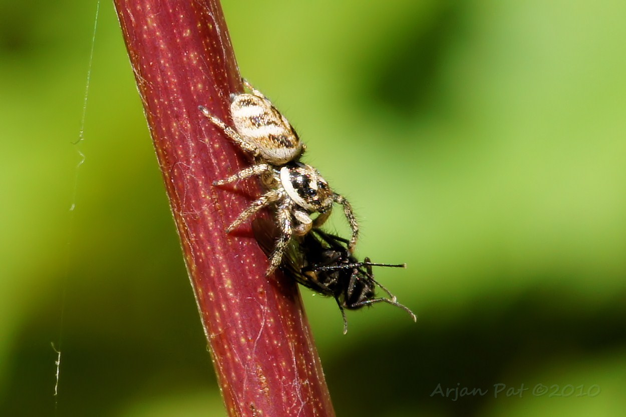 Zebraspin heeft een vlieg gevangen (Hooghalen september 2010)