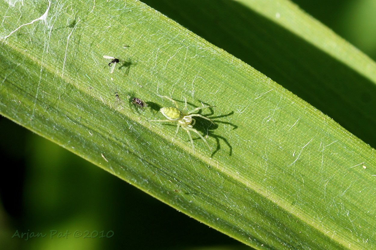 Groen kaardertje (vrouwtje) met aantal kadavers achter zich (Hooghalen september 2010)