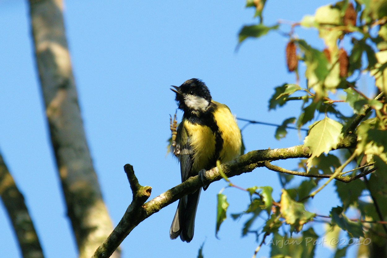 .... z'n pootjes zijn net niet lang genoeg.