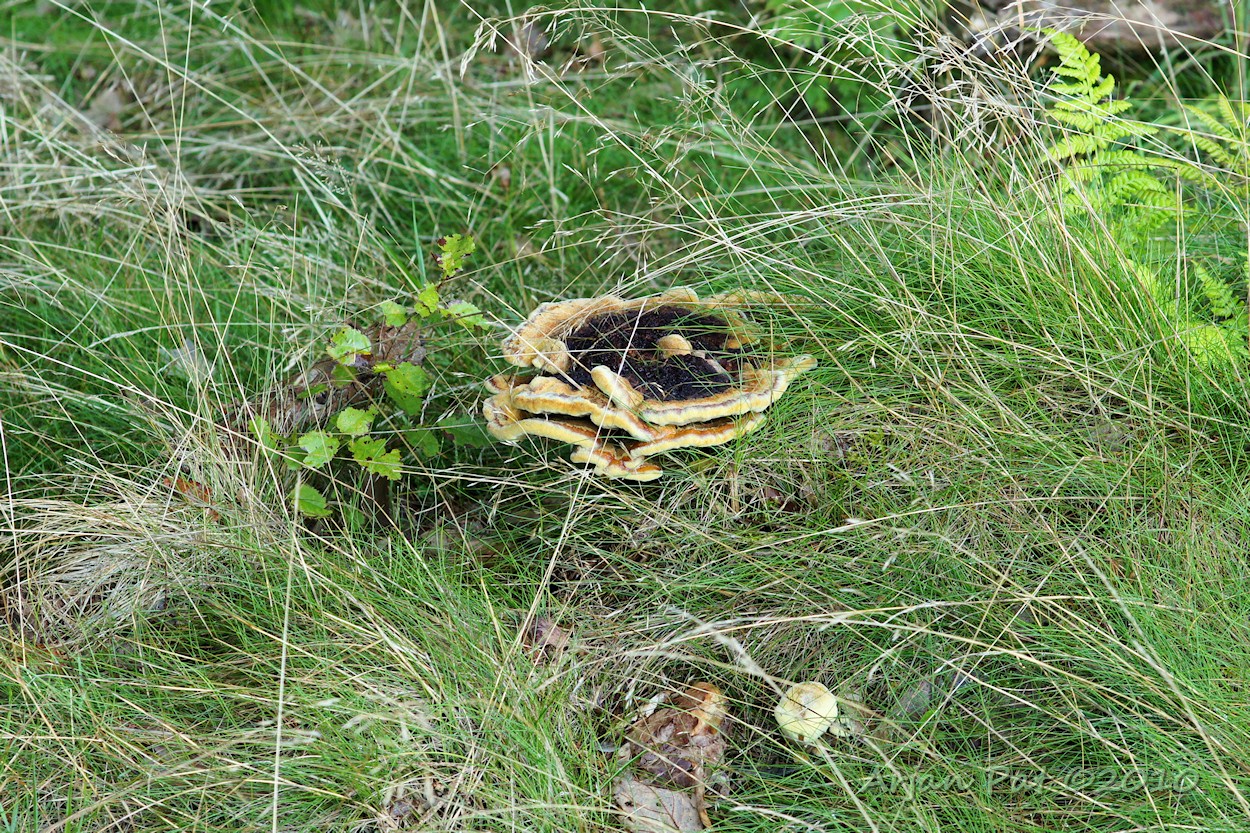 Grote dennevoetzwam (Westersche Veld van Rolde - 5 september 2010)