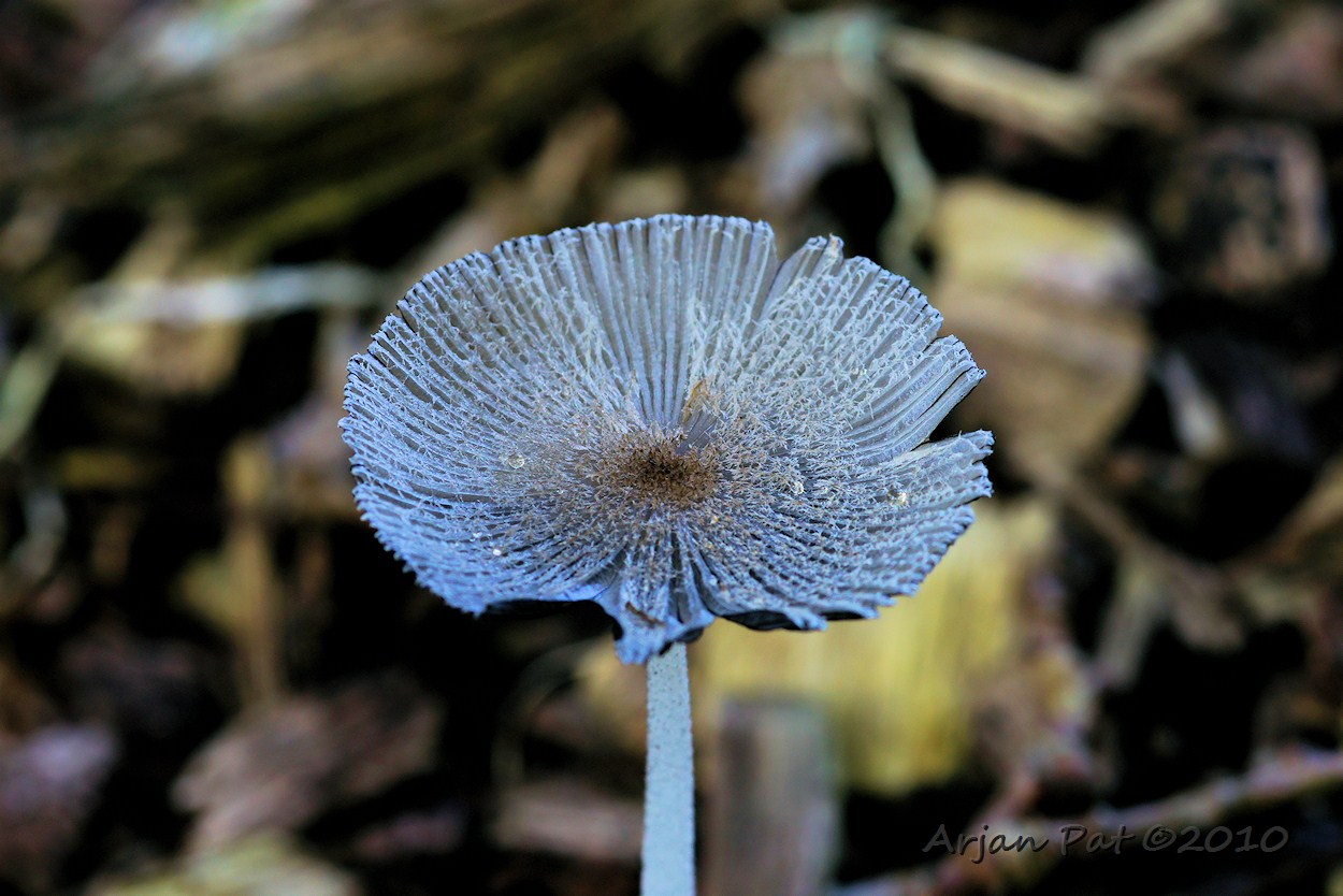 Hazenpootje uit zelfde groepje als vorige foto, maar dan een paar dagen later (5 september 2010)