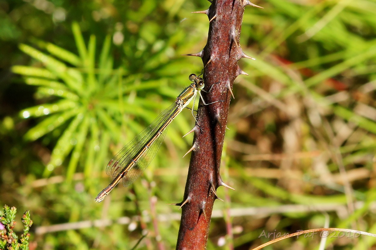 Een juffer op stiekelige stakkel.