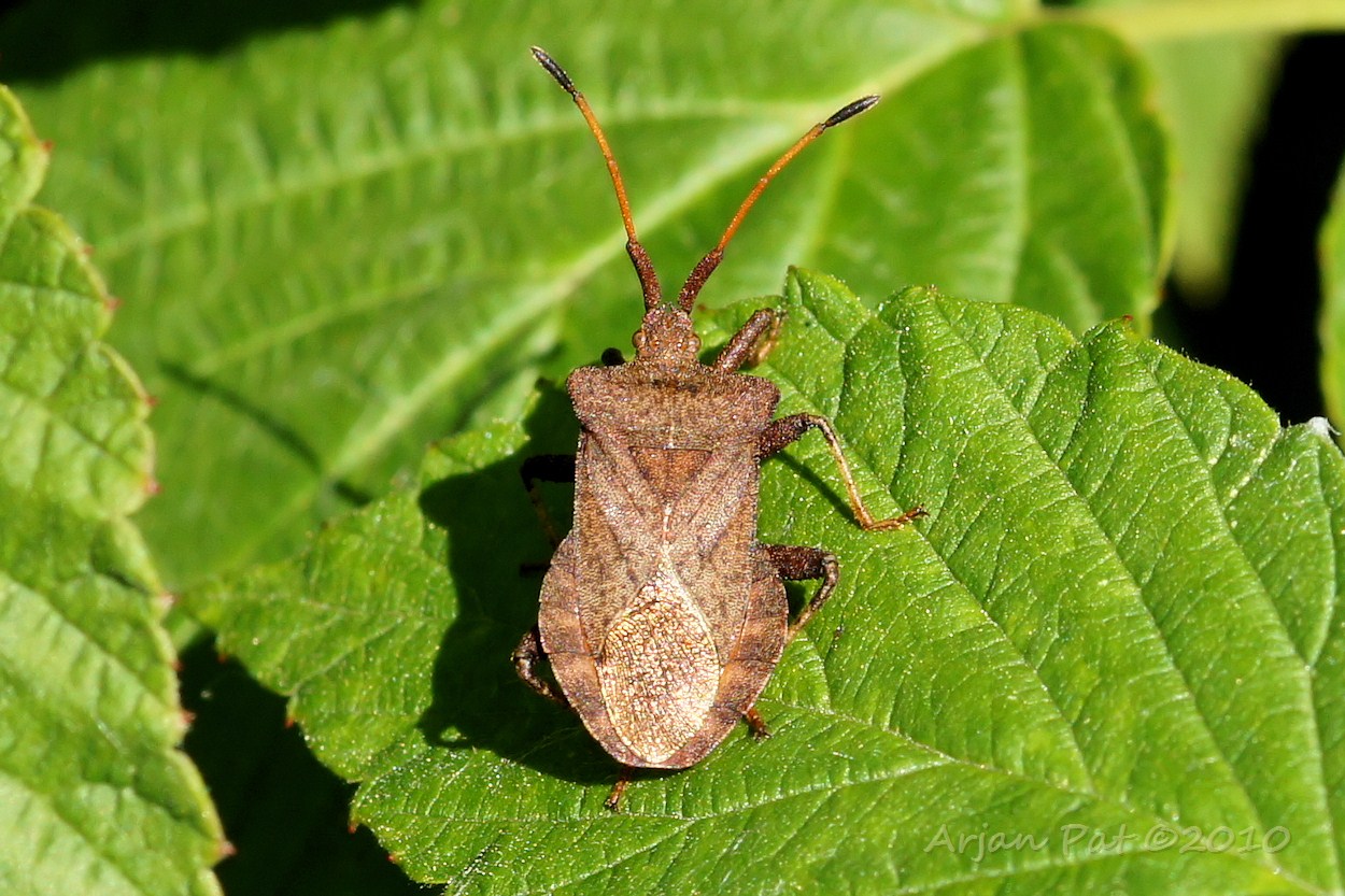 Zuringwants (5 september 2010)